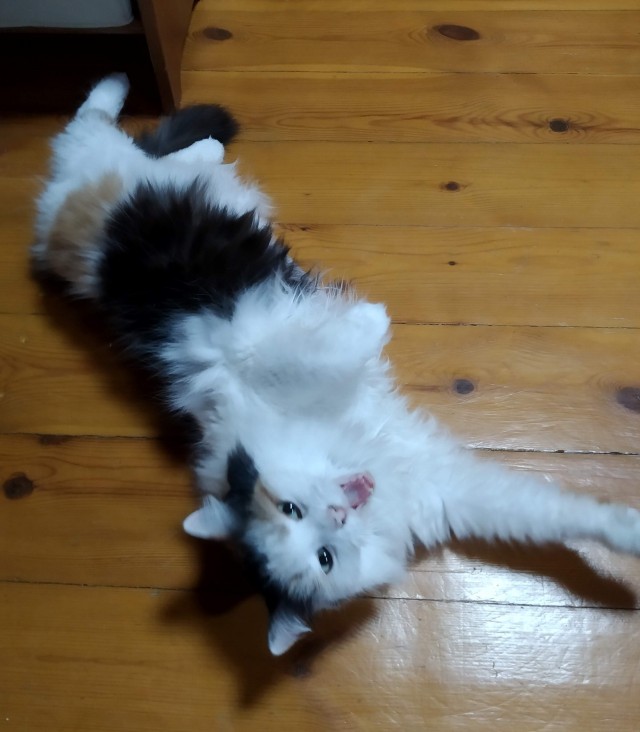К нам пришел косоглазый кот