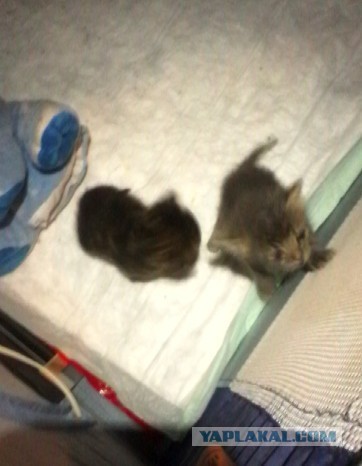 А у меня опять... пять