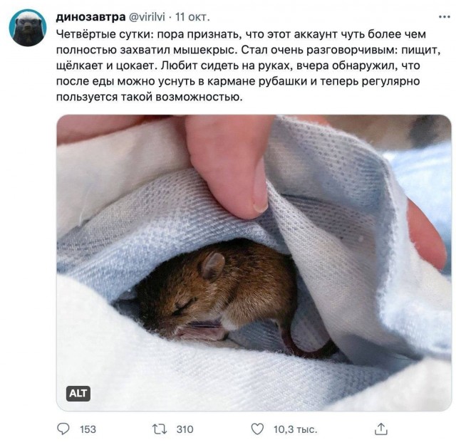 Девушка нашла новорождённого мышонка и решила его вырастить