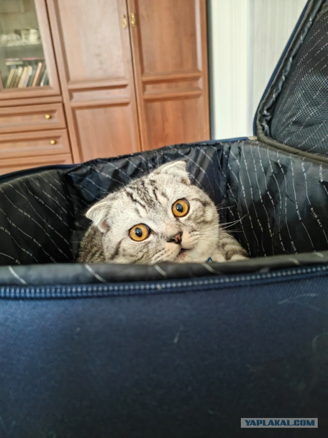 Котовторник 1.11.22