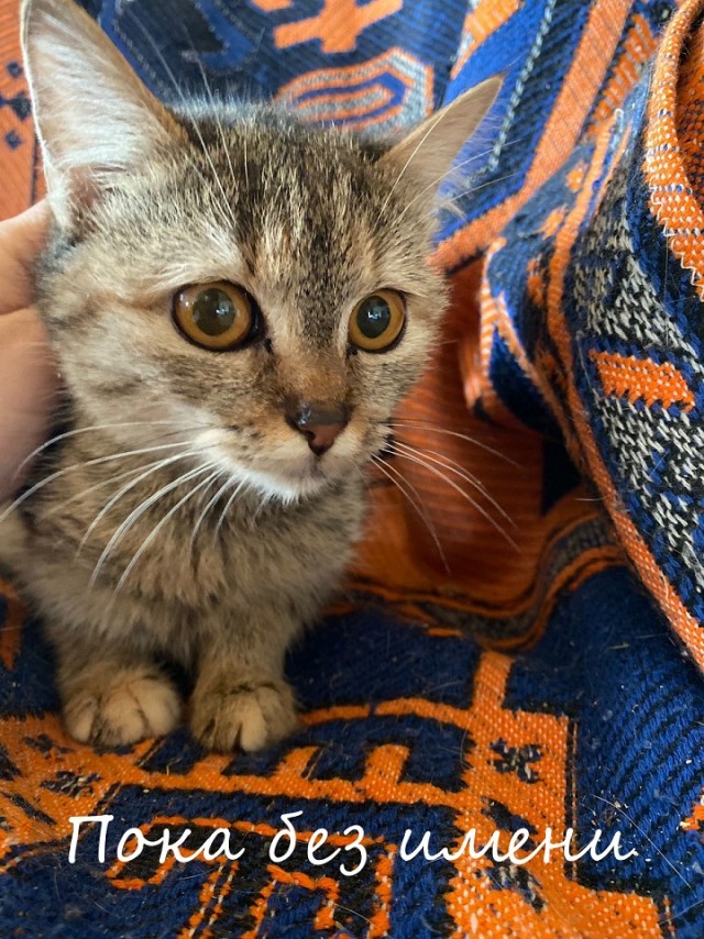 Жизнь домашнего приюта "Котоленд" 364
