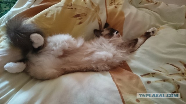 Даёшь котов в этот вторник!
