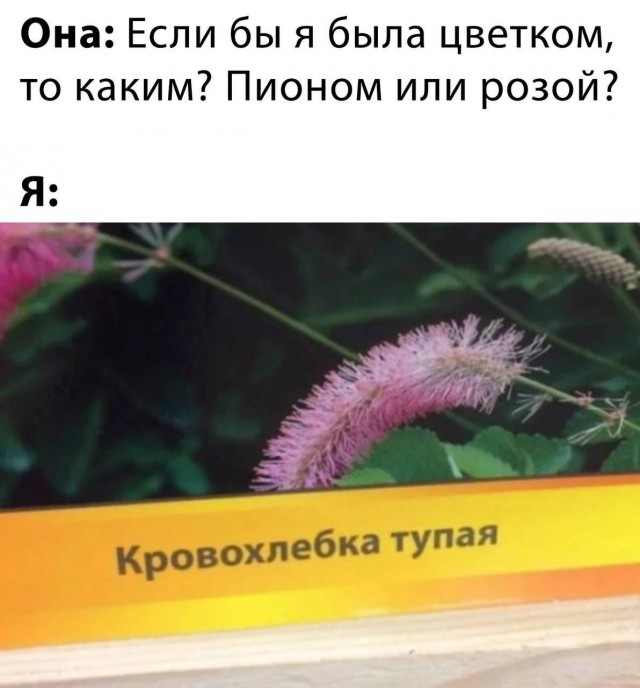 Картинок разной степени @анутости псто.