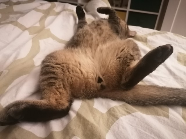 Котовторник