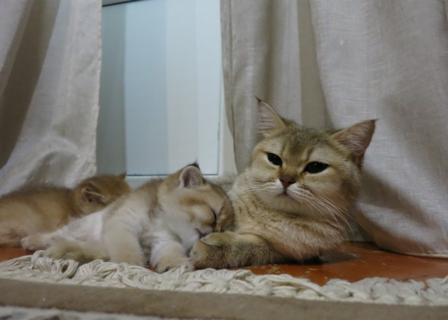 Дюжина фото, подтверждающих, что коты из потустороннего мира