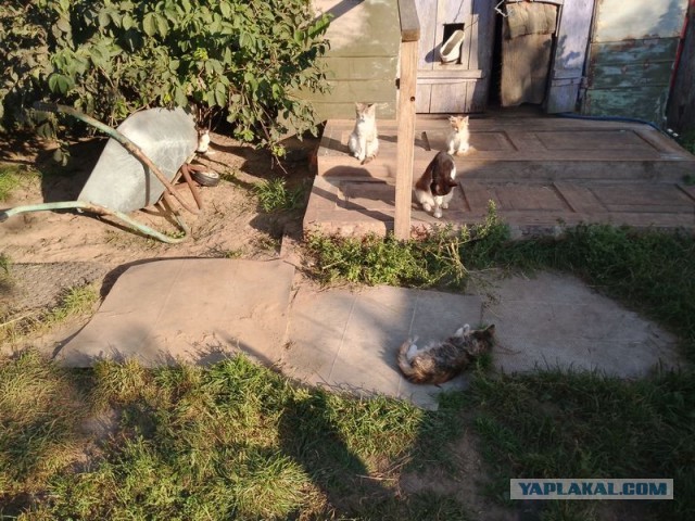 Жизнь домашнего приюта для котеек 462