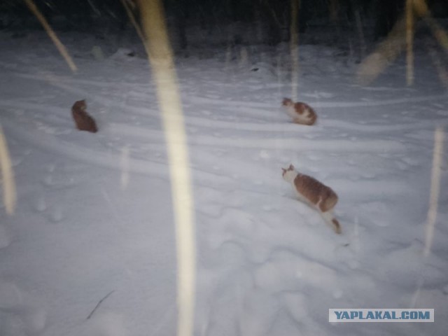 Жизнь домашнего приюта для котеек 478