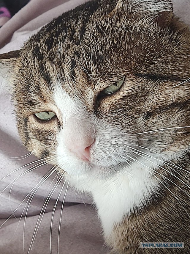 У меня живёт кошка.