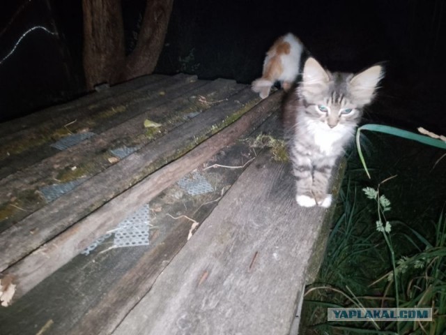 Жизнь домашнего приюта для котеек 498