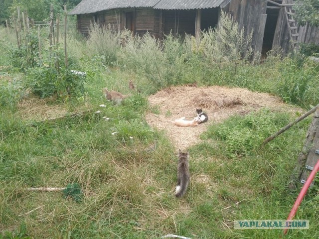 Жизнь домашнего приюта для котеек 506