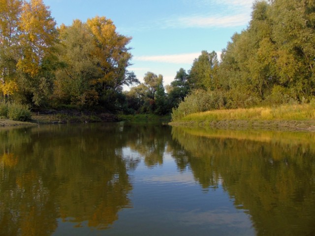 Немного насекомых красок лета в ленту
