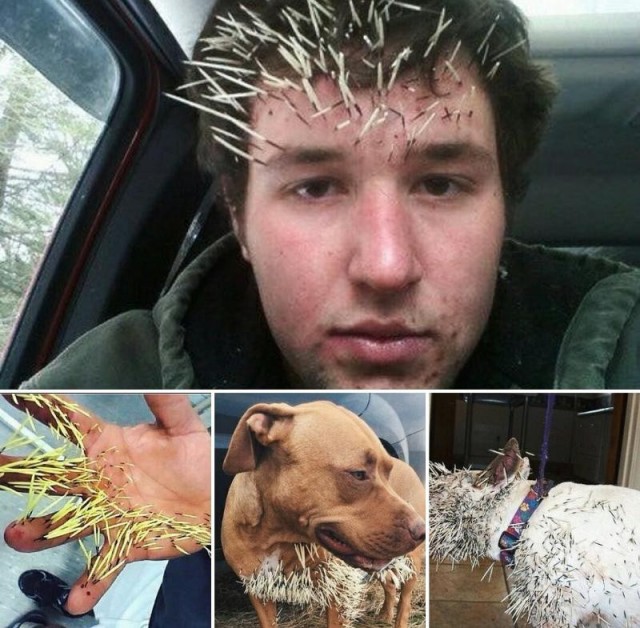 Домашний дикобраз