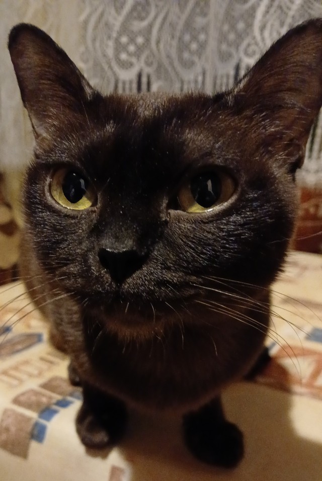 Мурр!