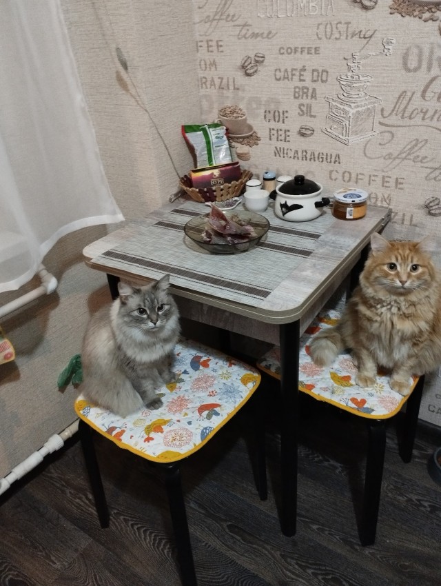 Котовторник продолжается