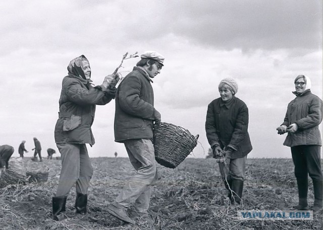 Ностальгия по работящим женщинам