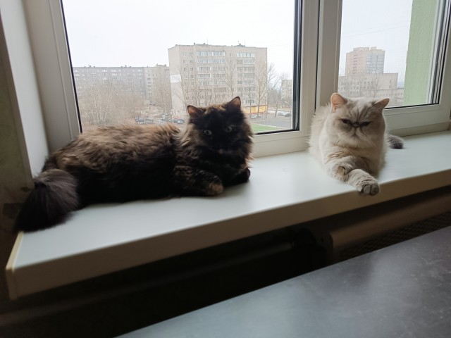 Спящий кот