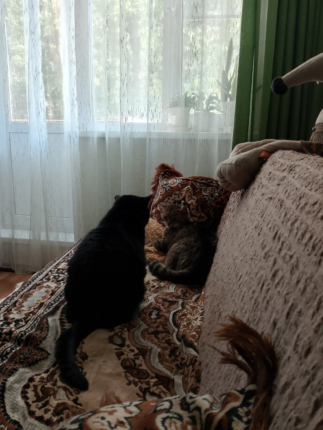 История одного котенка