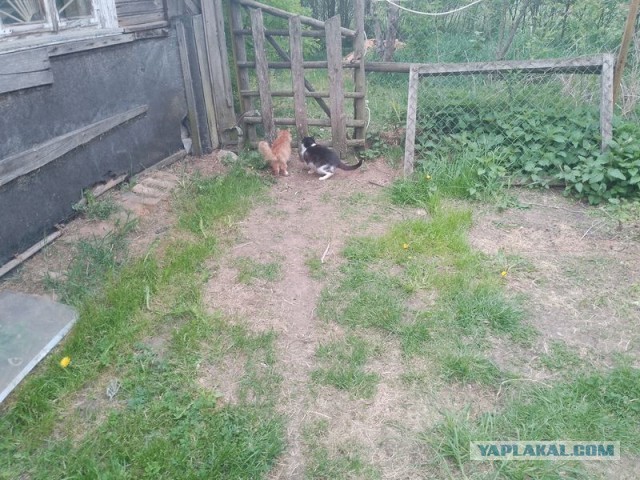 Жизнь домашнего приюта для котеек 543