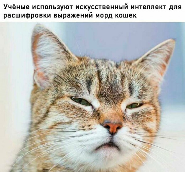 К котовторнику: подборка картинок-баянов с котиками и про котиков. Выпуск 9