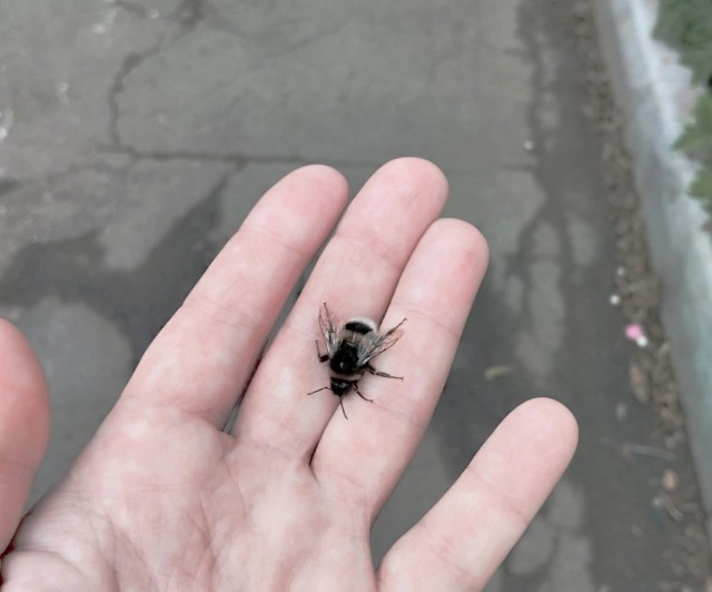 Бомбидарий.