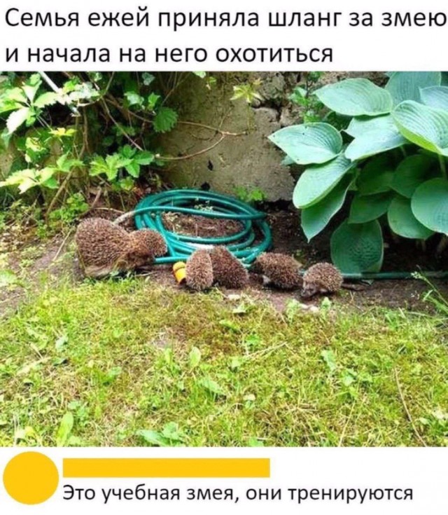 Картинки для деградации 23 (разной степени свежести)
