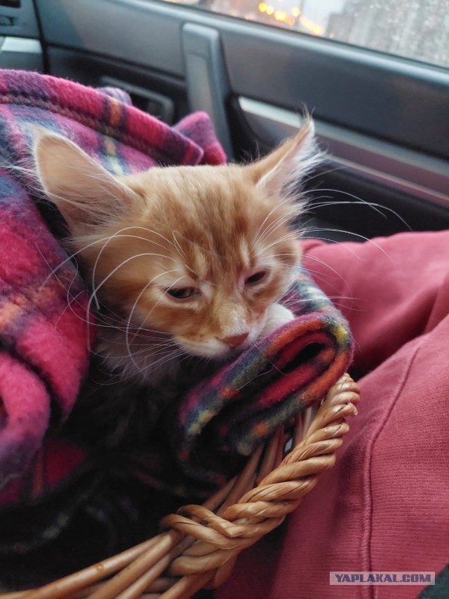 К предстоящему котовторнику