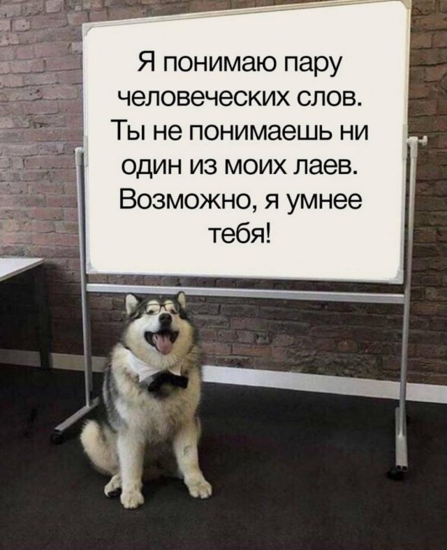 Веселые картинки в маленькую пятницу (17.09)