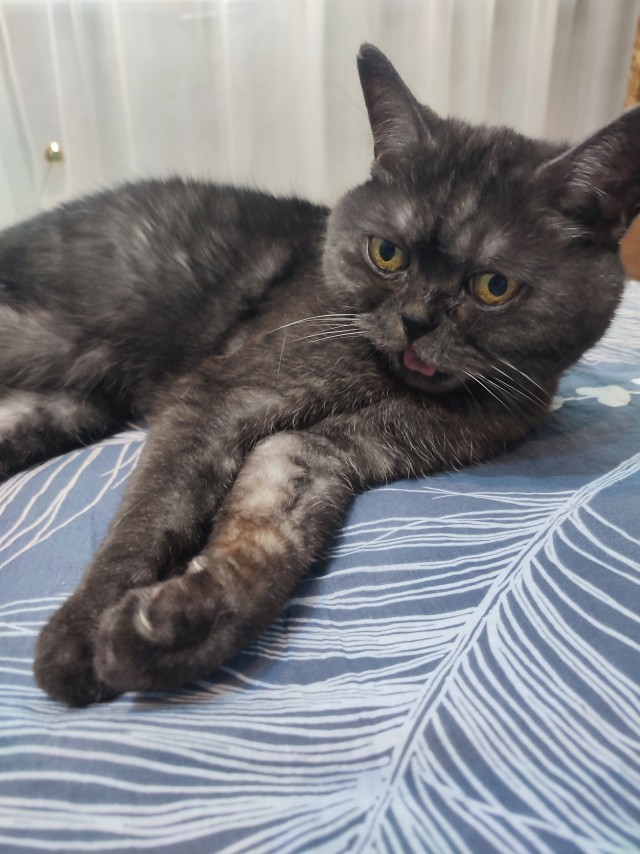Котовторник.Наши модели