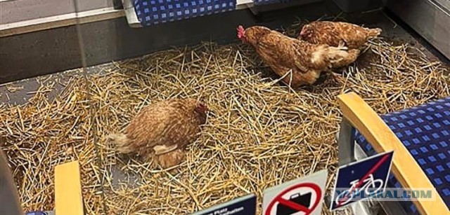 Куры в пригородном поезде Кельна c  соломой посреди первого класса