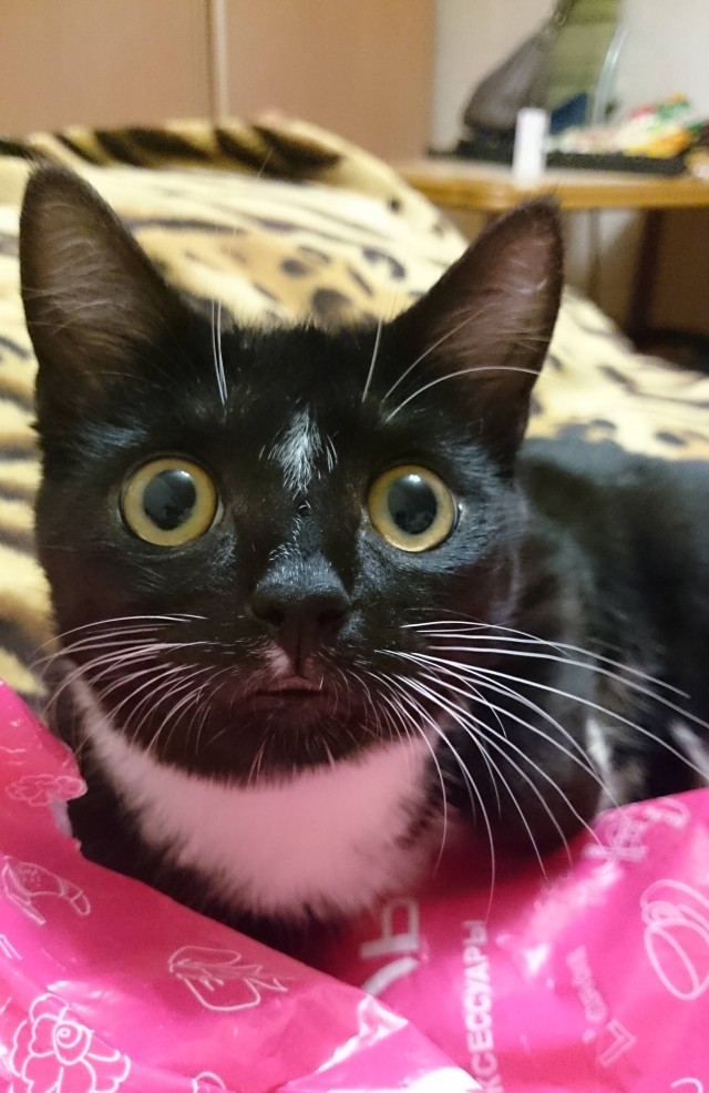 Человеку нужен кот). К котовторнику посвящается!