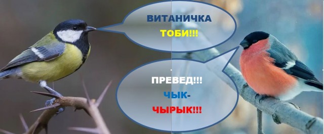 Синицы, кушают  много