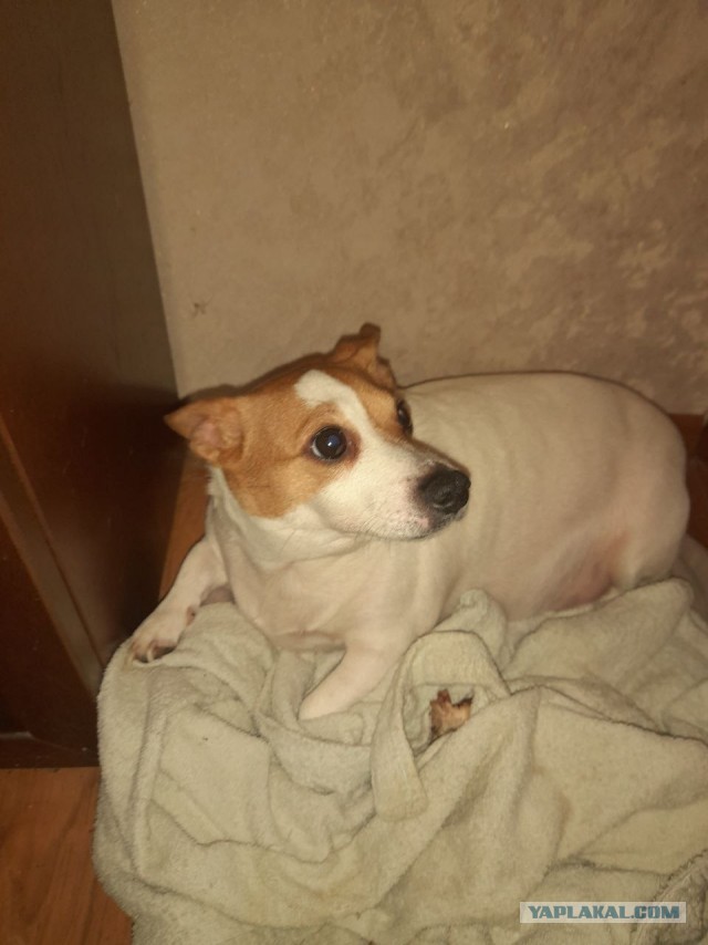 Не дать растаять Снегурчке. Нужна помощь всесильного Япа.