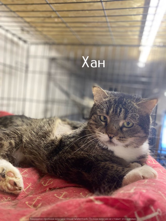 Жизнь домашнего приюта "Котоленд" 538