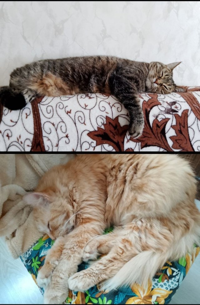 Котовторник. Маруселла.