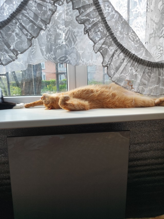 Фотки красивого кота.