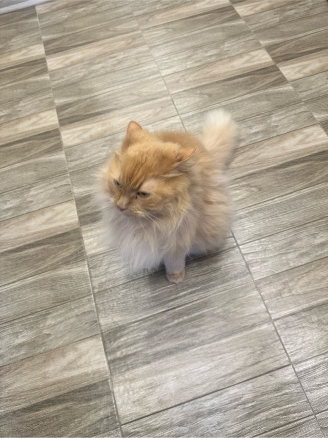 Котовторник Персика