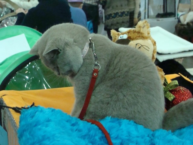 Выставка кошек. Котовторник