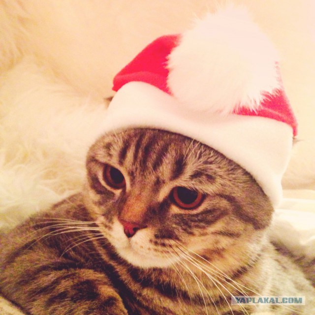 Котовторник   17.12.2013
