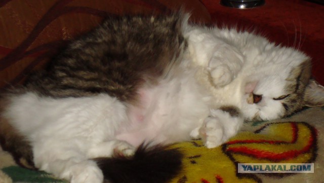 Котовторник 01.04.2014