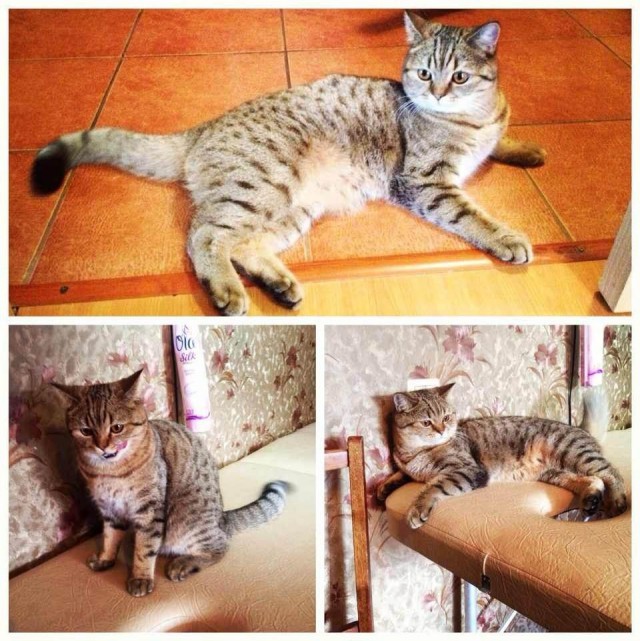 Котовторник 6.05.2014