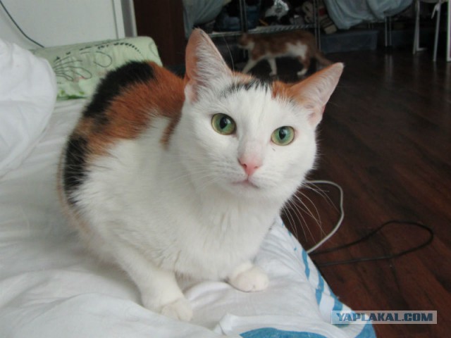 С Котовторником!