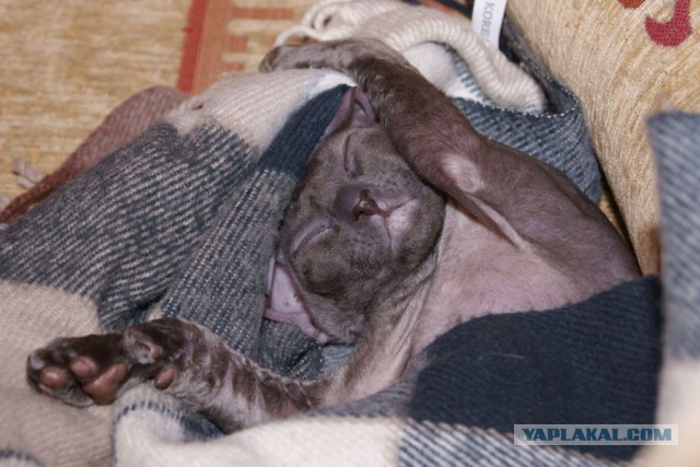 С Котовторником!