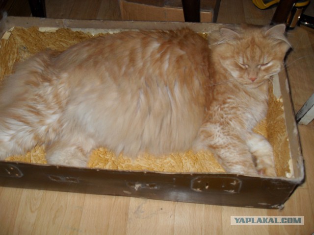 Котовторник  08.07.2014