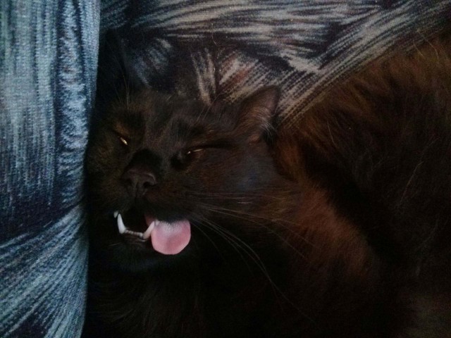 Котовторник 22.07.14