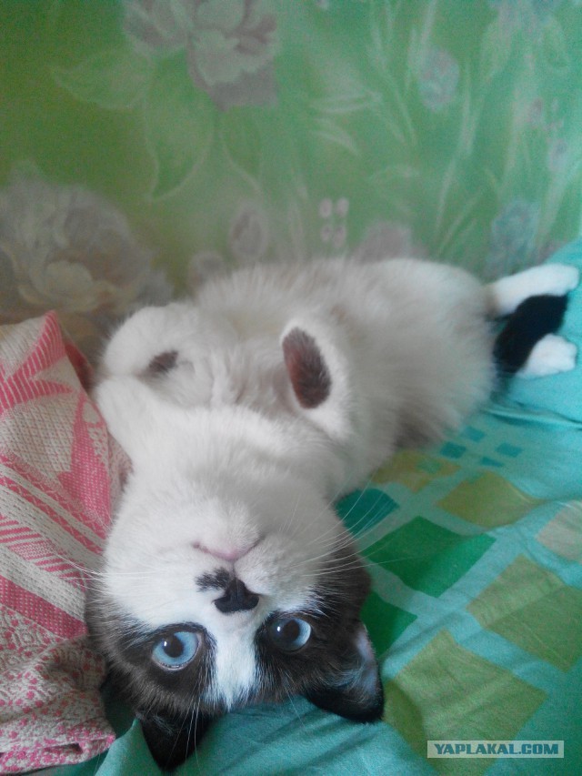 Погладь кота ёпта