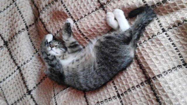 Котовторник 05.08.2014