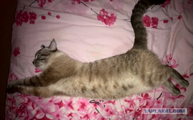 Котовторник 12.08.2014
