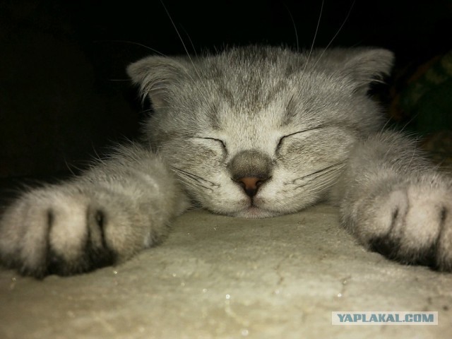 Котовторник 16.09.14