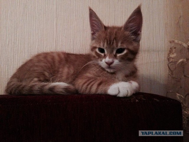 Котовторник 7.10.2014