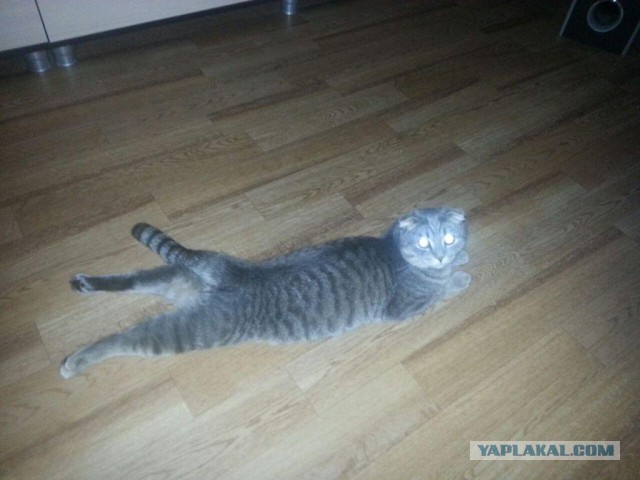 Котовторник 28.10.2014